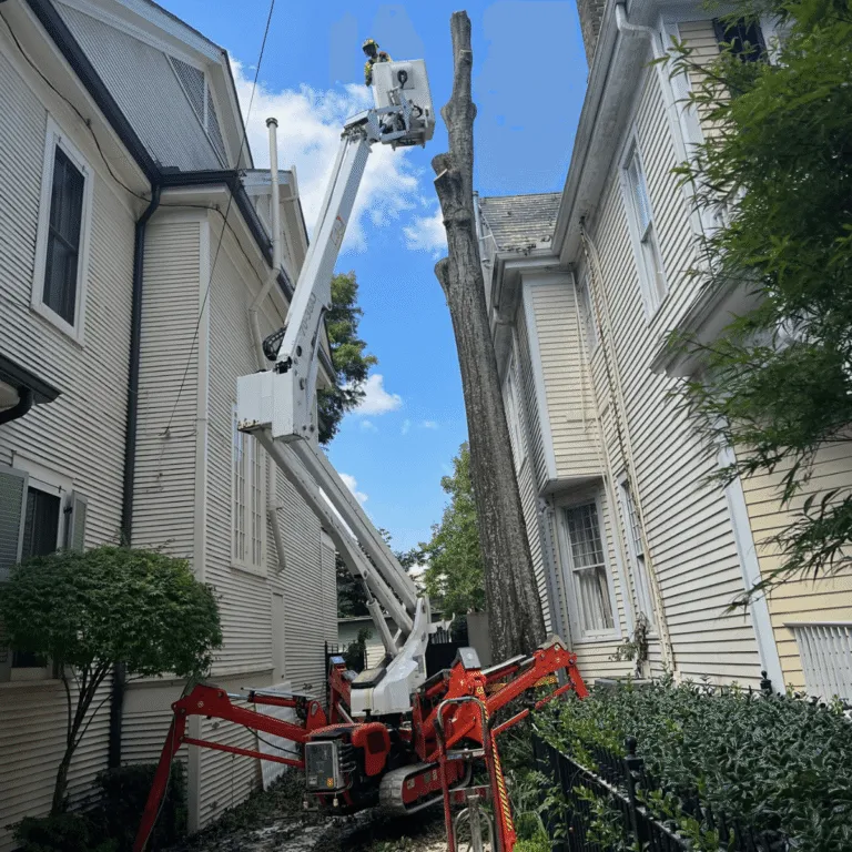 A Perfect Cut Tree experts inspecting tree health in Uptown New Orleans LA