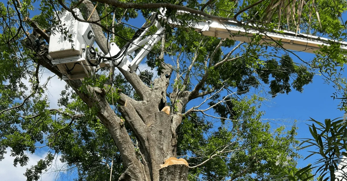 High-risk limbs being removed before storm in Metairie neighborhood