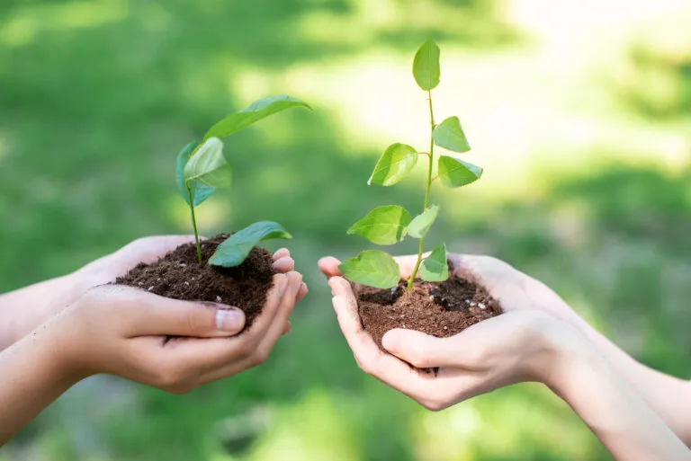 view-of-women-holding-soil-with-sprouts-in-hands