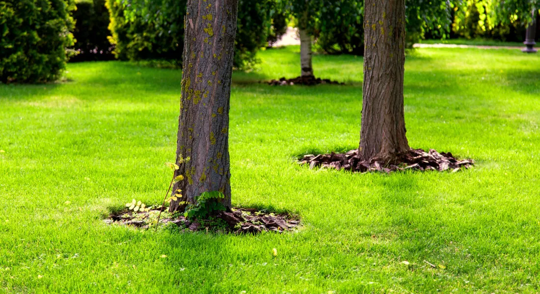 Mulching a tree bark under a tree trunk growing on a green lawn with a grass.