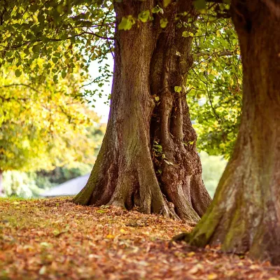 Tree with exposed roots in autumn showcasing natures beauty and changing seasons