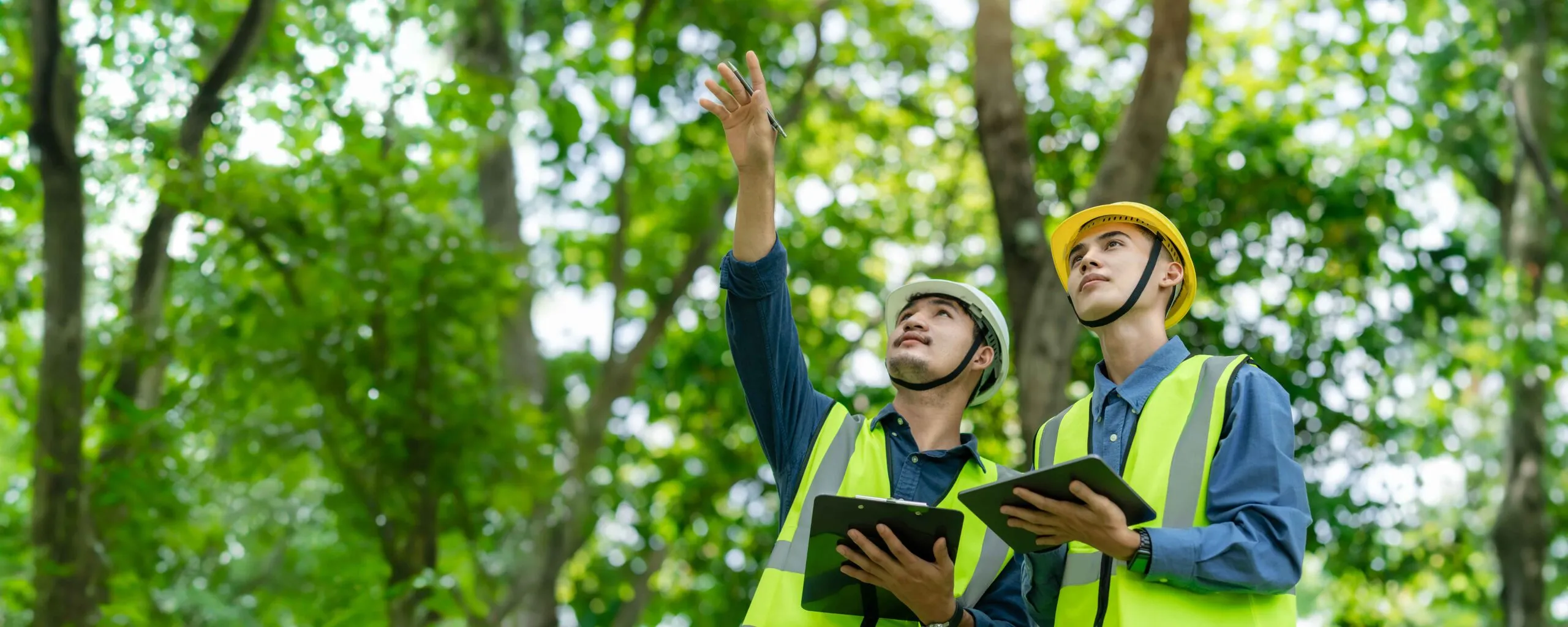 arborist checking tree conditions