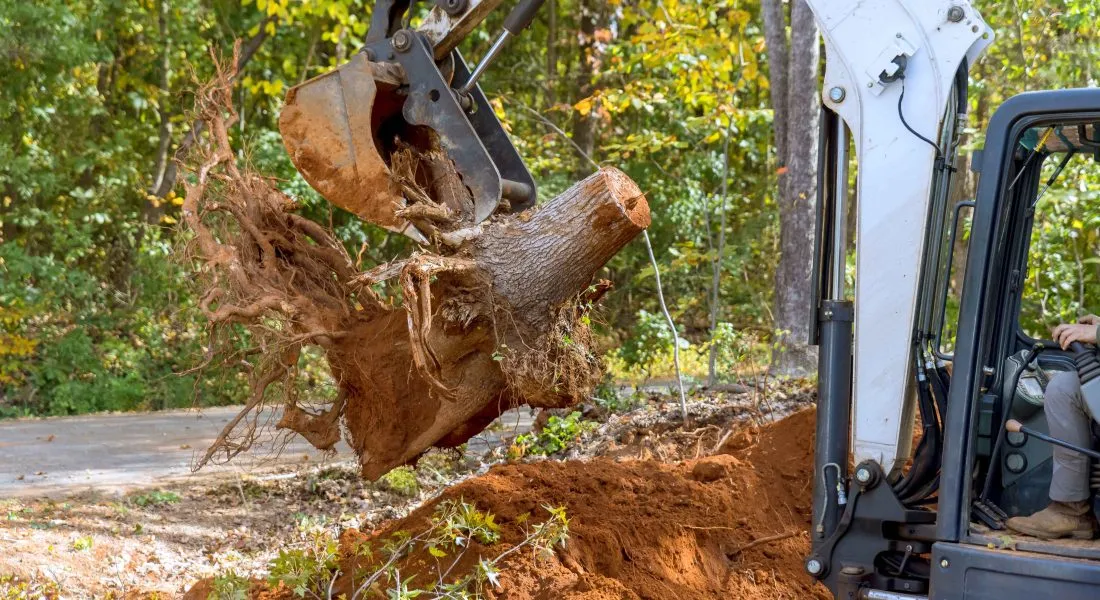 removing tree roots