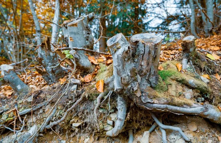 tree roots removal