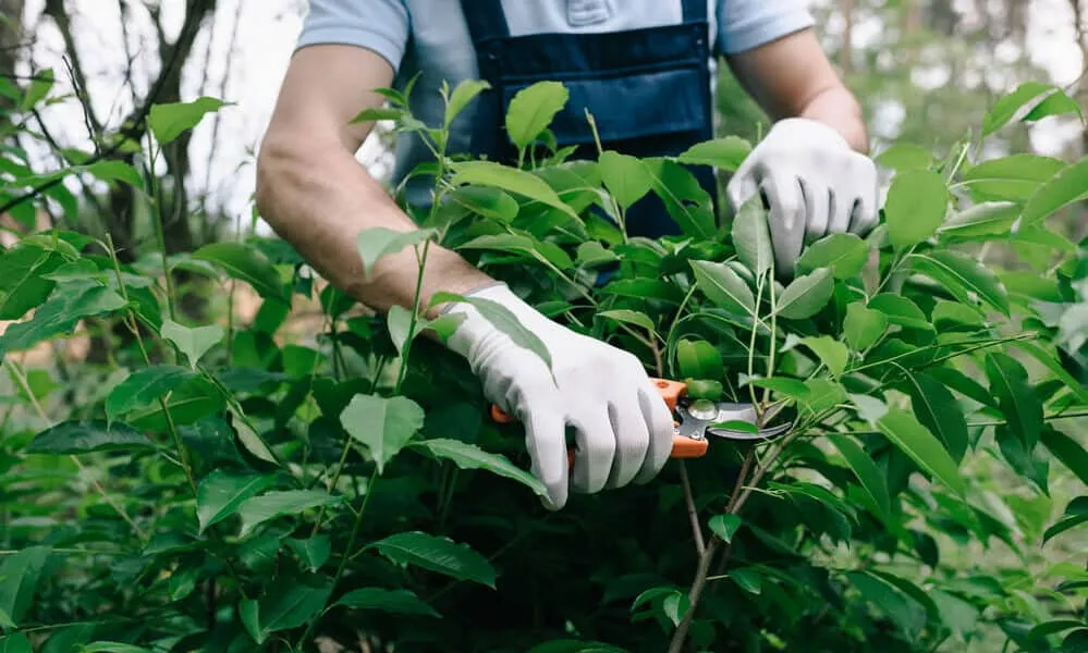 Tree Pruning Services