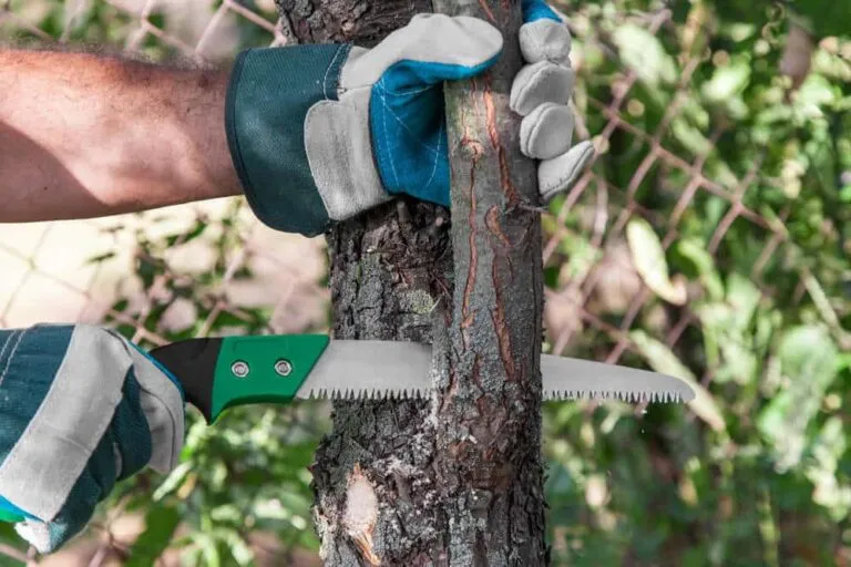 tree and shrub pruning