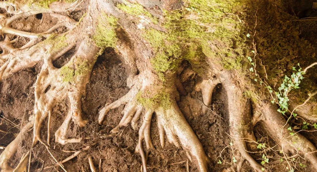 tree root rot