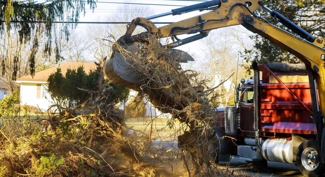 big old tree being removed