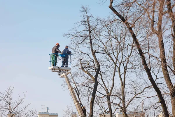 men cutting tree branches