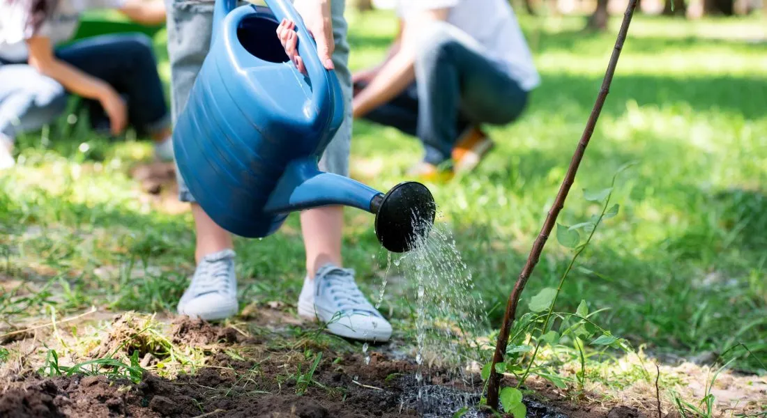 people watering young trees