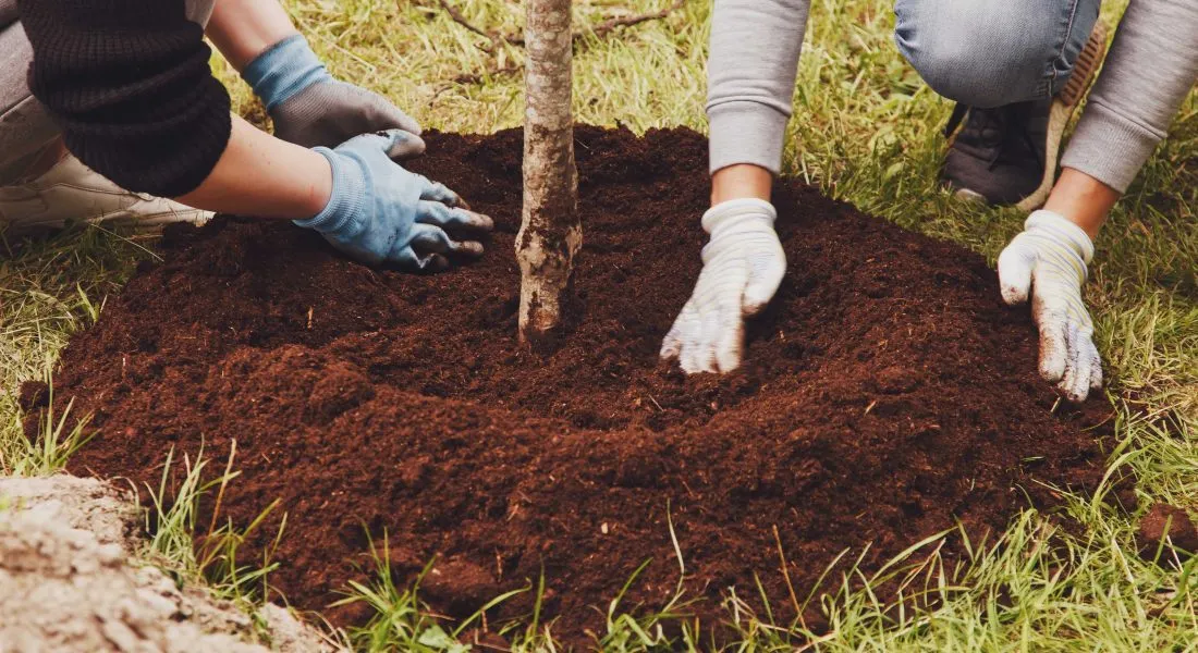 young couple putting mulch on young trees