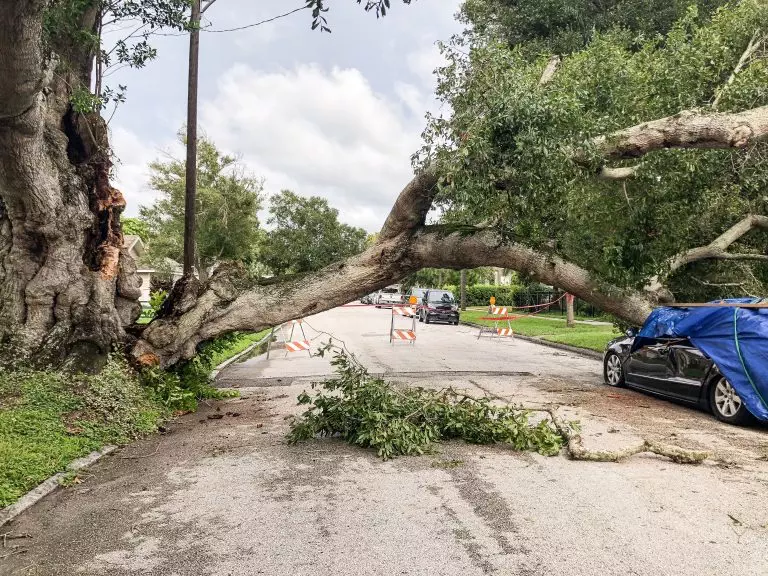 a-damaged-tree-and-car-from-hurricane
