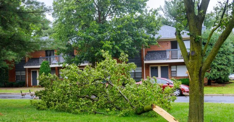 Storm-damaged tree in a Metairie yard after heavy rain and strong winds