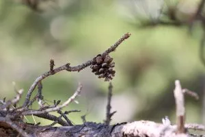 A-closeup-shot-of-a-cone-on-a-coniferous-tree-branch