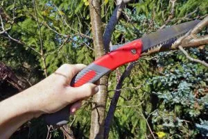 An-elderly-woman-farmer-saw-cuts-off-stray-branches