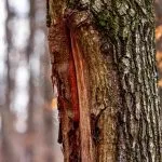 Tree trunk with damaged bark Tree diseases