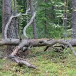 fallen tree emergencies forest with old dry tree