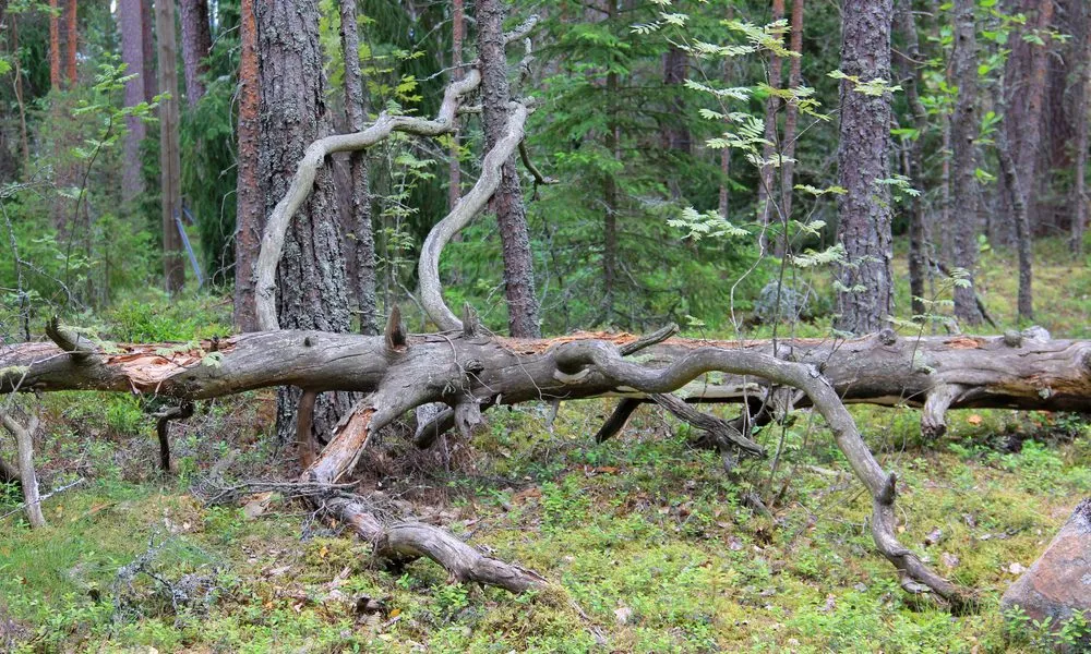 fallen tree emergencies forest with old dry tree