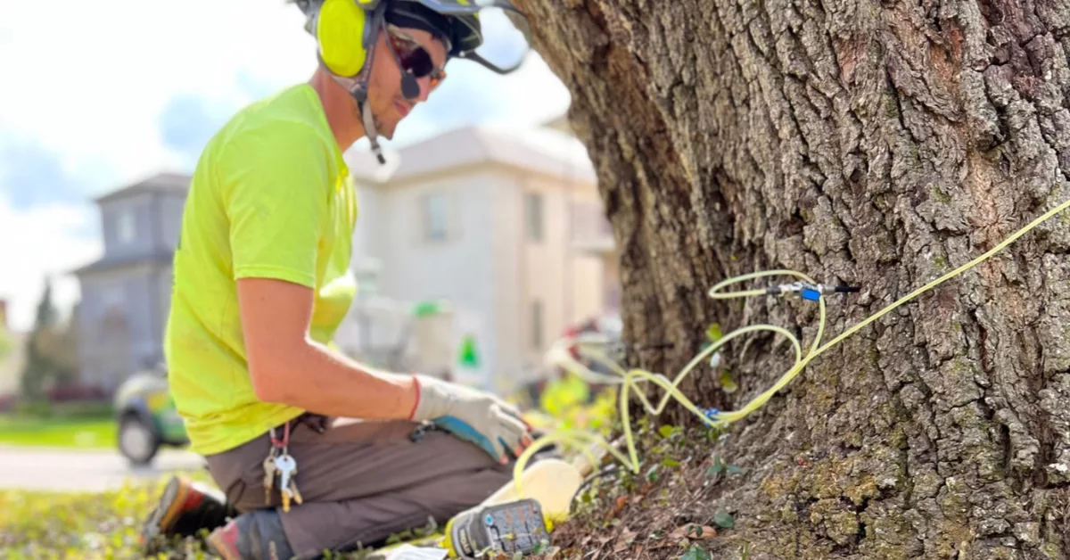 Tree Fertilization