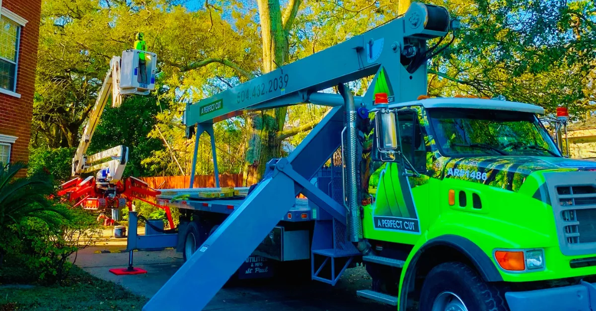 Tree Service Near Me