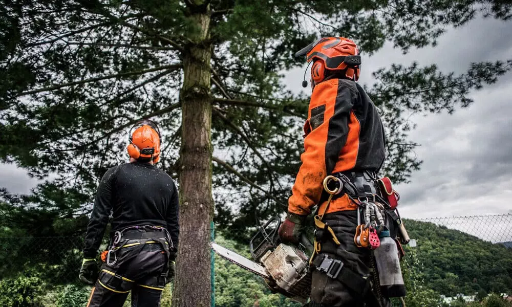 Arborist-at-work