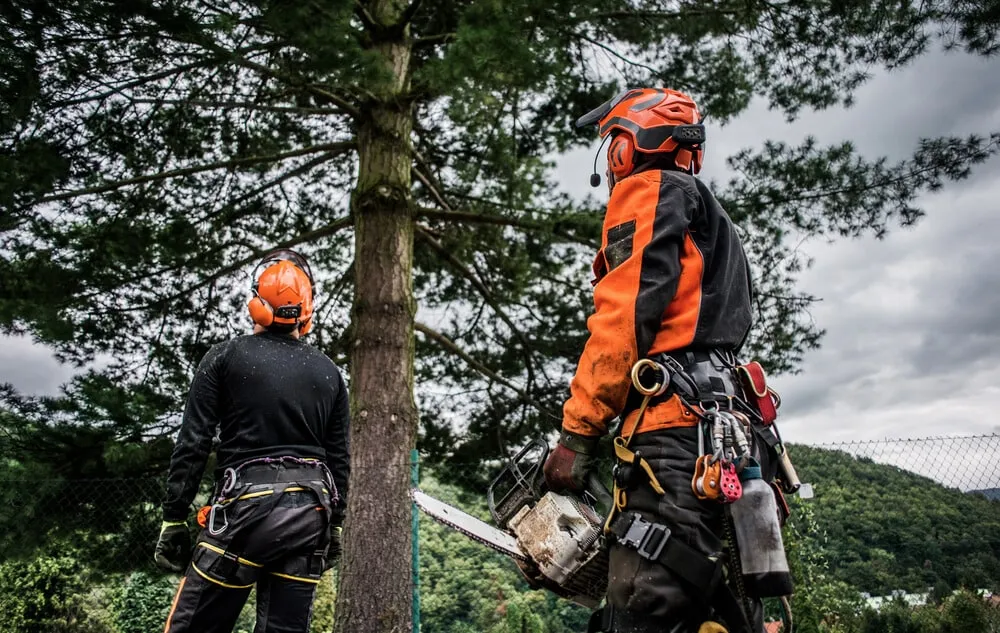 Arborist-at-work