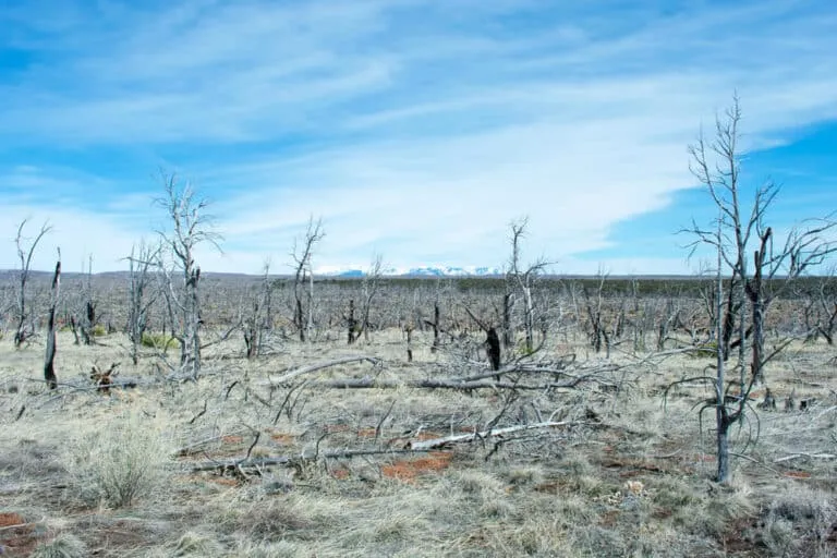 Dried-Forest-A-Perfect-Cut-tree