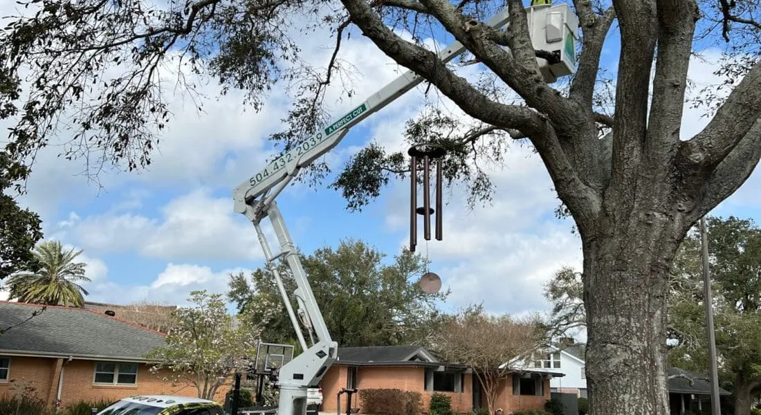 A Perfect Cut Tree arborist trimming overgrown tree branches in a New Orleans yard.