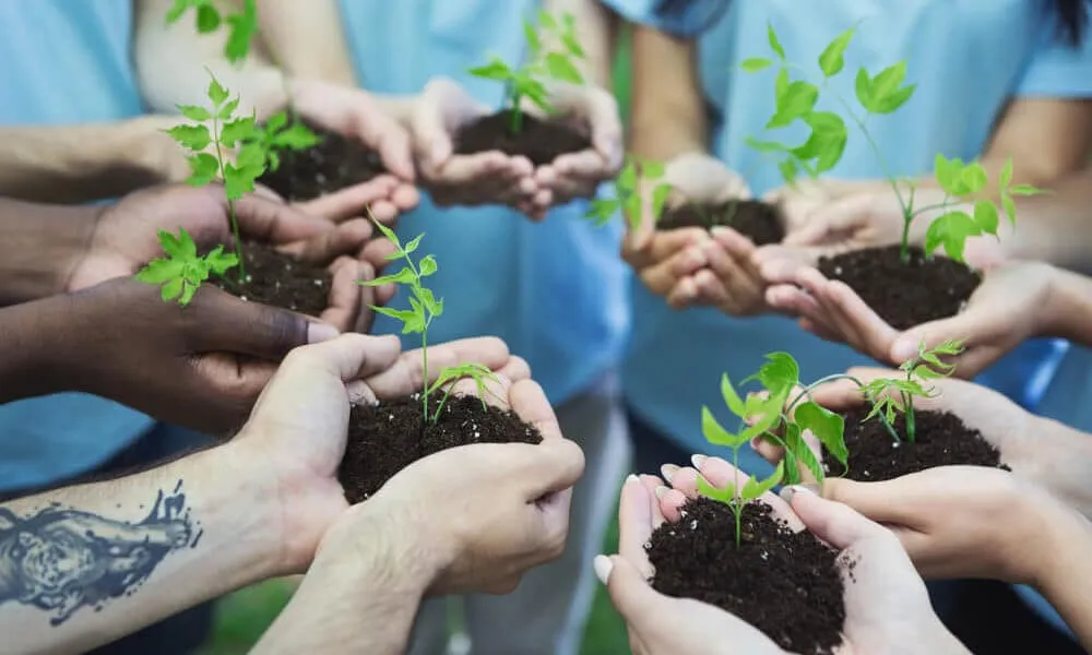 Reforestation-A-Perfect-Cut-Tree