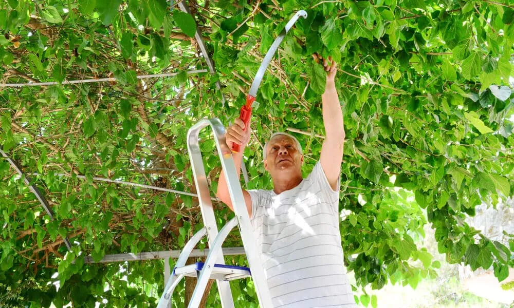 Tree-Trimming-Service