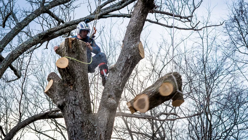 Worker with chainsaw and helmet cutting down tree