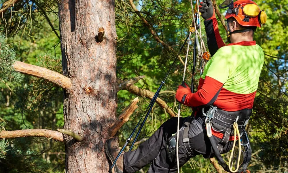 arborist-men-with-chainsaw-cutting-trees
