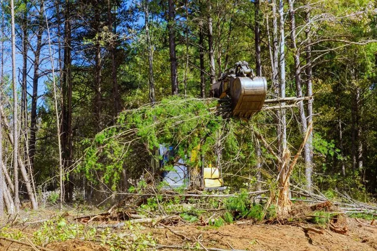 A Perfect Cut Tree arborist removing a large tree in a New Orleans backyard