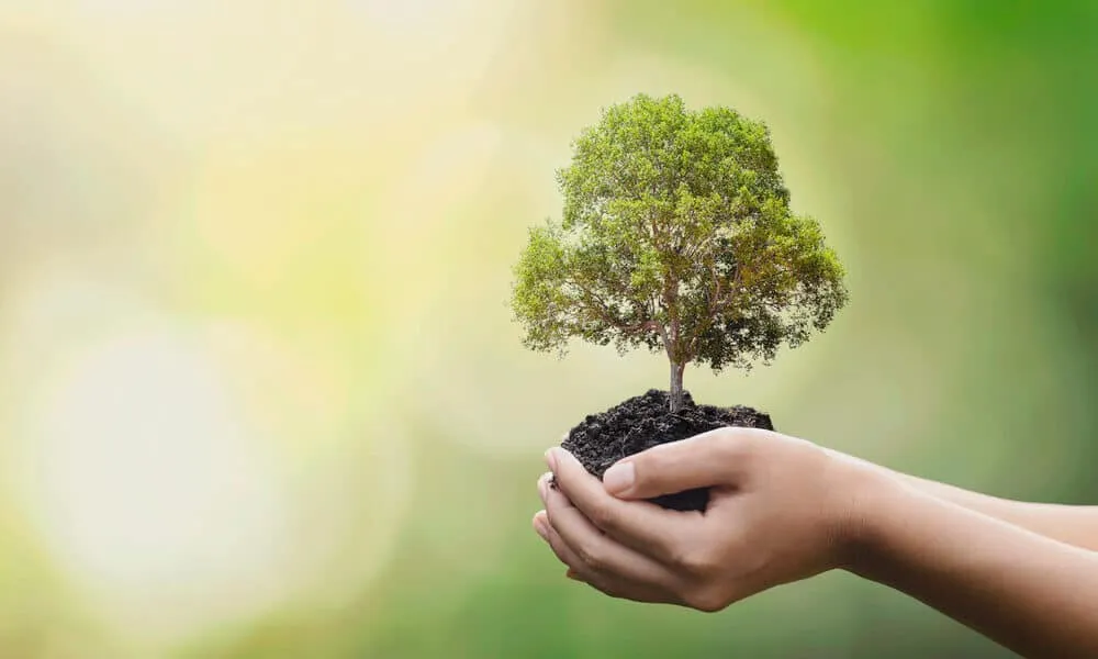 tree preservation laws and permits