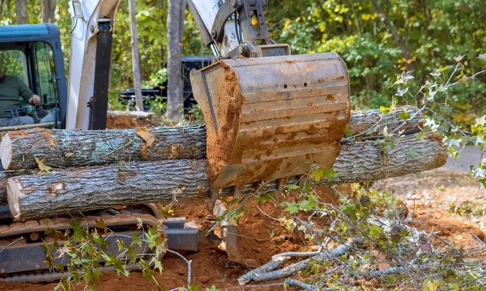 uprooted trees litter streets after hurricane
