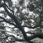 Tree trunk with visible split indicating structural weakness