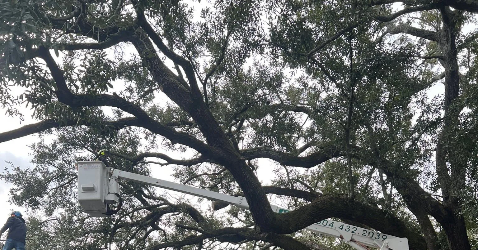 Tree trunk with visible split indicating structural weakness