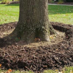 Live oak tree pruned during winter dormancy in a New Orleans yard