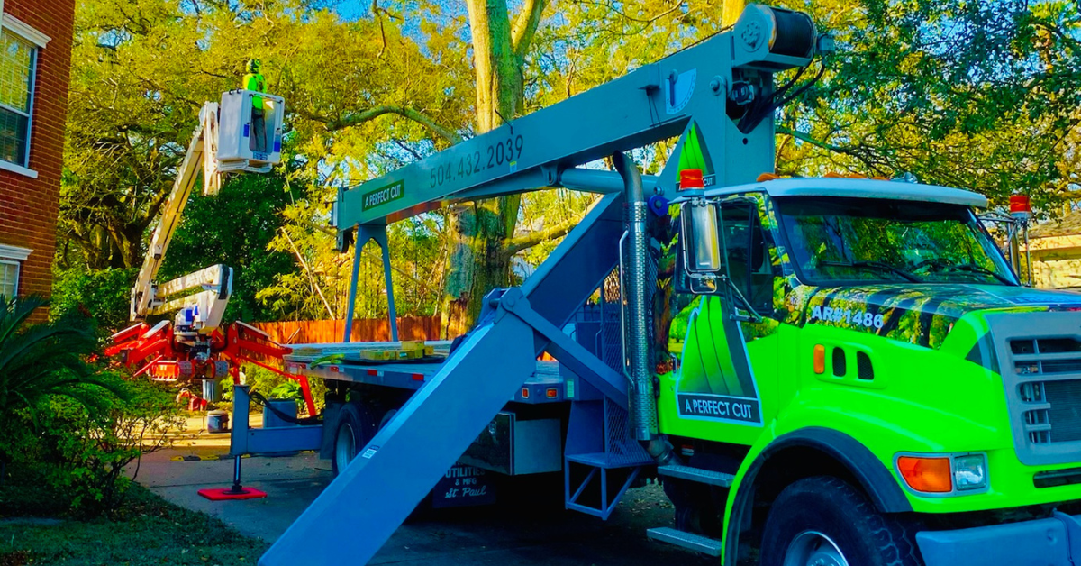 How to Trim Oak Trees | A Perfect Cut Tree