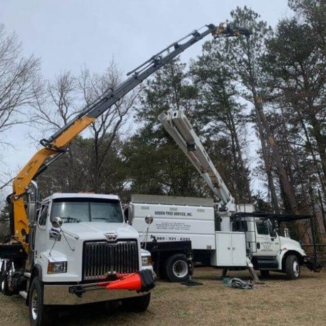 Tree pruning and shaping service improving curb appeal in New Orleans LA