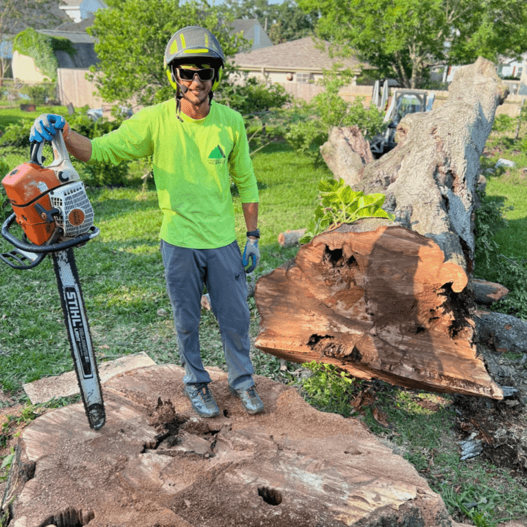 A Perfect Cut Tree crew performing tree removal in New Orleans LA backyard