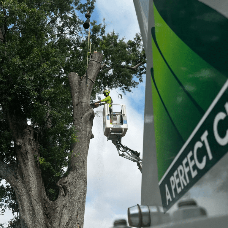 Tree cabling and bracing to prevent storm damage in Metairie LA