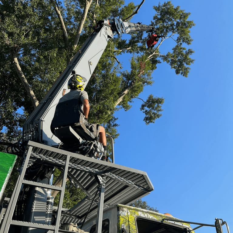 Crane-assisted large oak tree removal in Metairie neighborhood