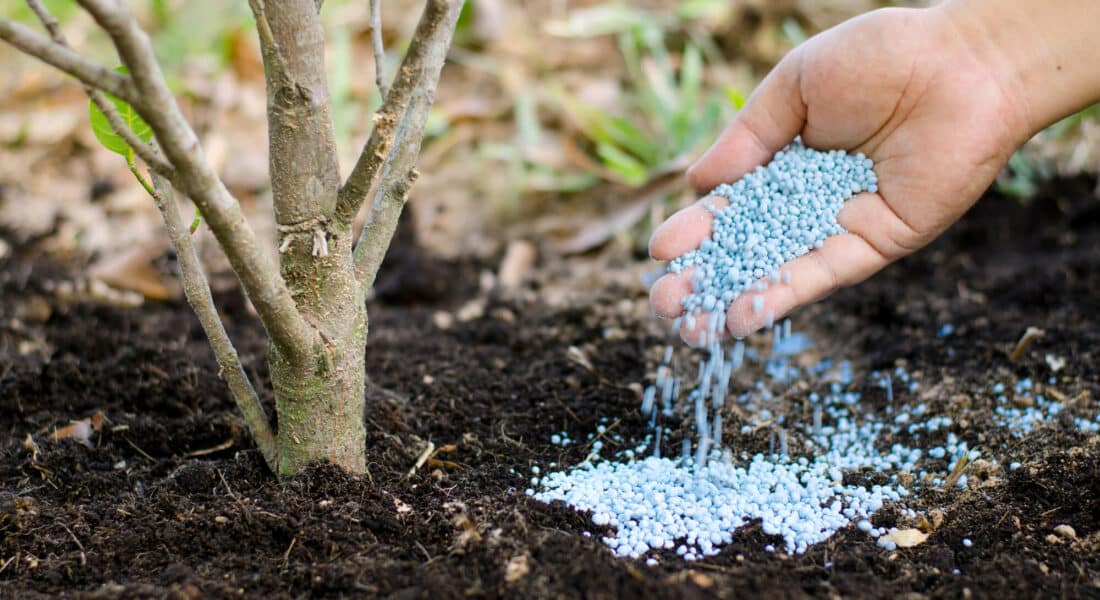 Discover key tree fertilization practices that boost soil health, strengthen roots, and promote lasting, healthy tree growth.