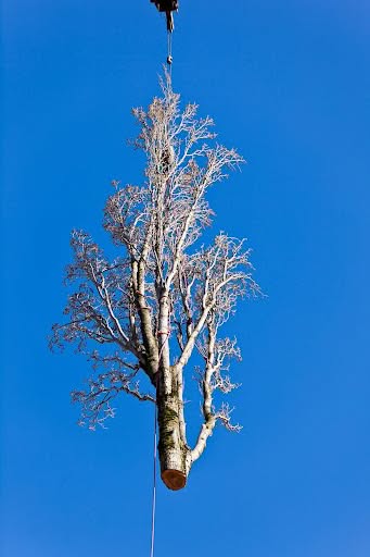 modern tree removal