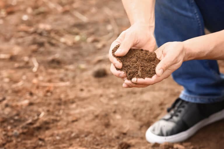 soil testing for tree preservation
