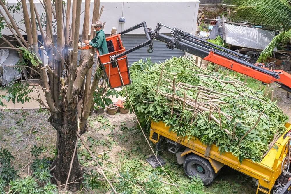 Commercial property tree trimming focused on safety and visibility