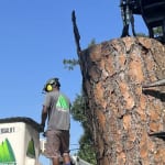 Certified arborist inspecting a hazardous leaning tree before storm season to help prevent property damage